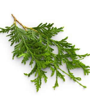Huile essentielle Cèdre du Canada | Canadian cedar